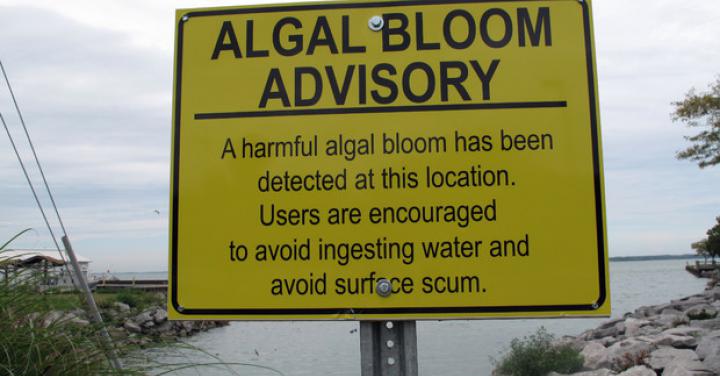 <a href="/cost-algal-blooms">The Cost of Algal Blooms</a>