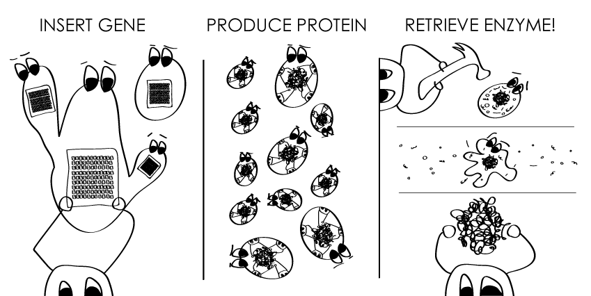 enzyme structures