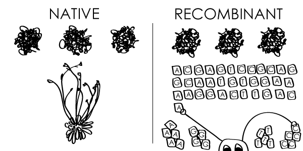 enzyme structures