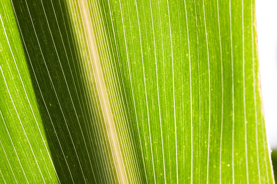 Corn Leaf